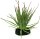 Repto Plant Tillandsia Ion 72 x 84 x 110mm