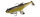 Molix SHAD 100 10cm 24g