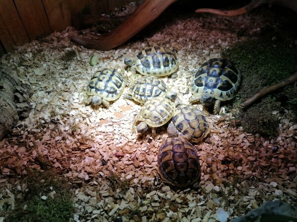 Griechische Landschildkröten - Testudo hermanni Nz2025