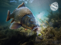 Delphin D SNAX SHELL Köder 30g Wafters Lachs – Krebs