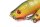 Fox Rage Pro Grub Loaded