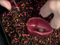 Delphin Method QUIX Form L