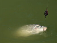 Delphin Method QUIX Feeder