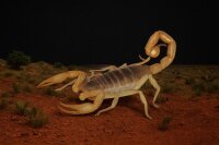 Texas Skorpion (Hadrurus arizonensis)