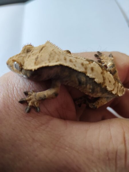 Kronengecko Correlophus ciliatus 1.0 NZ 2025