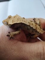 Kronengecko Correlophus ciliatus 1.0 NZ 2025