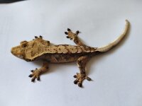 Kronengecko Correlophus ciliatus 1.0 NZ 2025