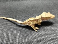 Kronengecko Correlophus ciliatus 1.0 NZ 2026