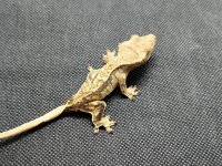 Kronengecko Correlophus ciliatus 1.0 NZ 2026