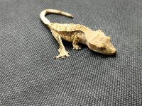 Kronengecko Correlophus ciliatus 1.0 NZ 2026