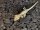 Kronengecko Correlophus ciliatus 0.1 NZ 2025