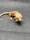 Kronengecko Correlophus ciliatus 0.1 NZ 2026