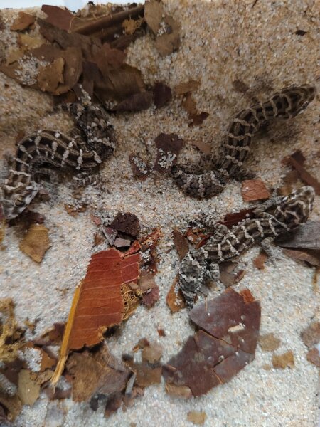 Vipernschwanzgecko Hemidactylus imbricatus 1.2 NZ2025