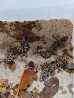 Vipernschwanzgecko Hemidactylus imbricatus 1.2 NZ2025