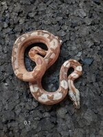 Salmon Boa – Hypo Boa constrictor imperator 1.0 NZ...