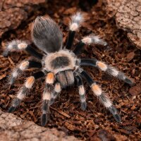 Brachypelma hamorii (Rotknie Vogelspinne)