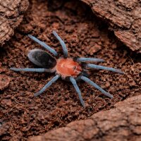 Bumba horrida (Rotkopf Zwergvogelspinne)