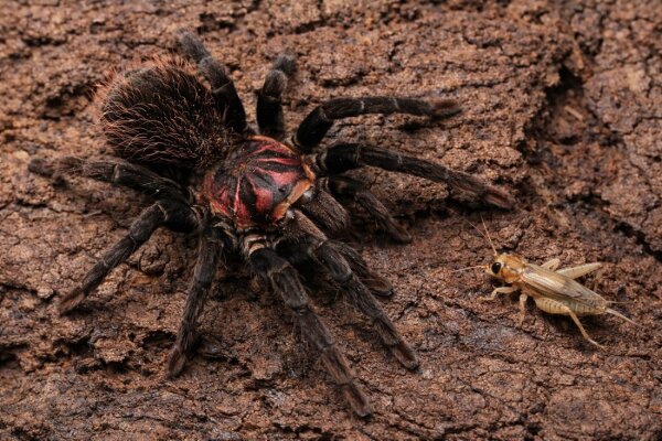 Xenesthis immanis (Kolumbianische Riesenvogelspinne)