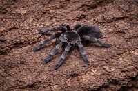 Hysterocrates gigas (Afrikanische Riesenvogelspinne)