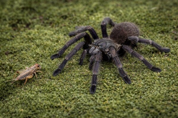 Chilobrachys natanicharum (Electric Blue Vogelspinne)