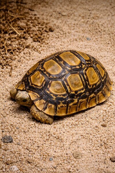 Stigmochelys paradalis (Pantherrschildkröte) Nz 2025