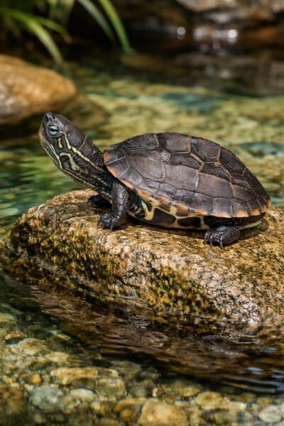 Mauremys reevesii (Chinesische Dreikielschildkröte) NZ25