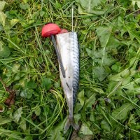 Zeck Pop Up Half-Ball