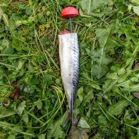 Zeck Pop Up Half-Ball