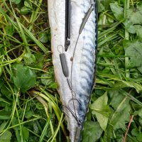 Zeck Pop Up Half-Ball