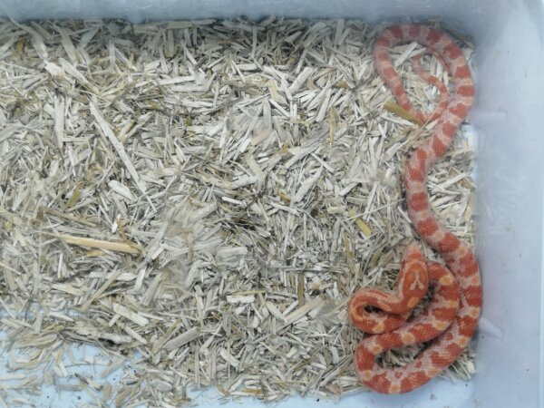 Pantherophis guttatus - Kornnatter NZ2025 Albino