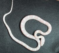 Pantherophis guttatus - Kornnatter 1.0 NZ2026 Snow