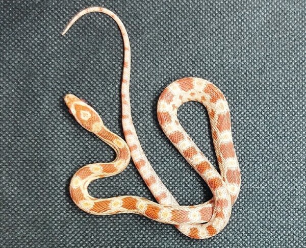 Pantherophis guttatus - Kornnatter 1.0 NZ2026 Albino