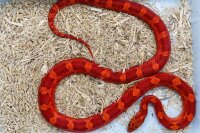 Pantherophis guttatus 1.0 - Kornnatter NZ2025 Blood Red