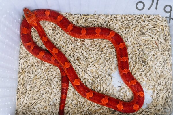 Pantherophis guttatus 0.1 - Kornnatter NZ2025 Blood Red
