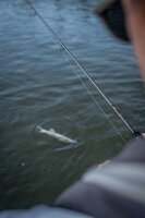 Fox Rage Warrior Zander Jigger 10-30g  240cm 2 Teile