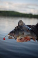 Fox Rage Scent Shad Bulk 9cm