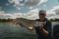 Fox Rage Scent Shad Bulk 9cm