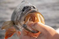 Fox Rage Scent Shad Bulk 11cm