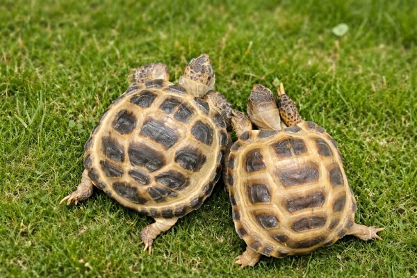 Russische Vierzehn Landschildkröten - Testudo horsfieldii Nz2025