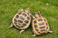 Russische Vierzehn Landschildkröten - Testudo...