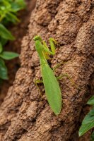 Fangschrecke (Hieradula venosa)