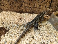 Schwarz-WeißerTeju (Salvator merianae) NZ2025