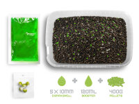 Delphin Reaxe READY & GO - Pellet Box Knoblauch-Butyric