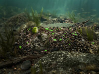 Delphin Reaxe READY & GO - Pellet Box Knoblauch-Butyric