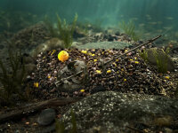 Delphin Reaxe READY & GO - Pellet Box Mais Ananas