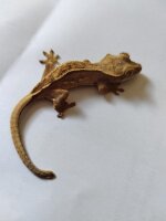 Kronengecko Correlophus ciliatus 0.0.1 NZ 2025