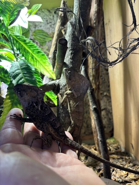 Corytophanes cristatus 1.1 Helmleguan Pärchen Nz2025