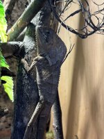 Corytophanes cristatus 1.1 Helmleguan Pärchen Nz2025