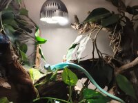 Gastropholis prasina „Blue“ 1.1 NZ2025 -Blau...