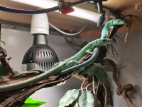 Gastropholis prasina „Blue“ – 1.1...